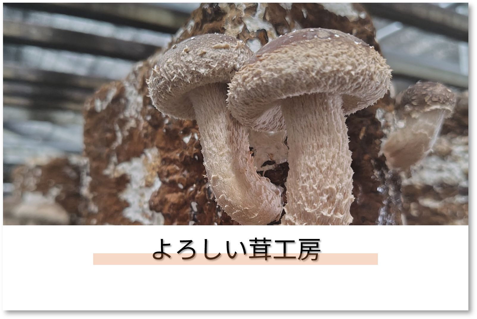 出店者_よろしい茸工房 出店者_よろしい茸工房