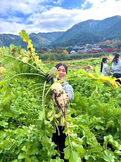 野菜を収穫する龍谷大生